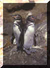 pinguin.jpg (81503 Byte)