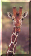 girafe_1.jpg (22635 Byte)