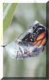papillon_3.jpg (10235 Byte)