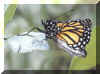 papillon_4.jpg (15102 Byte)
