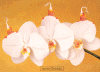 orchidee_small.gif (5111 Byte)